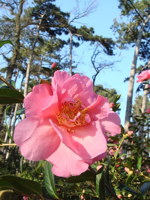Camellia x williamsii 'Mary Phoebe Taylor' fleur